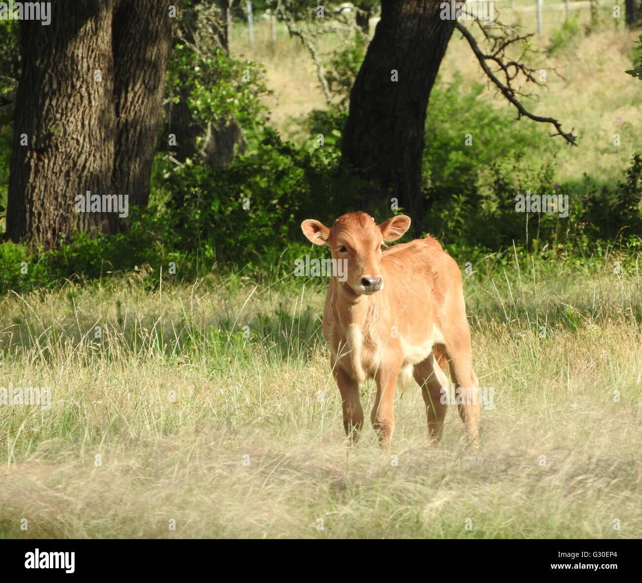 Eine Jersey-Kalb (Bos Taurus) steht in einem Feld. Stockfoto