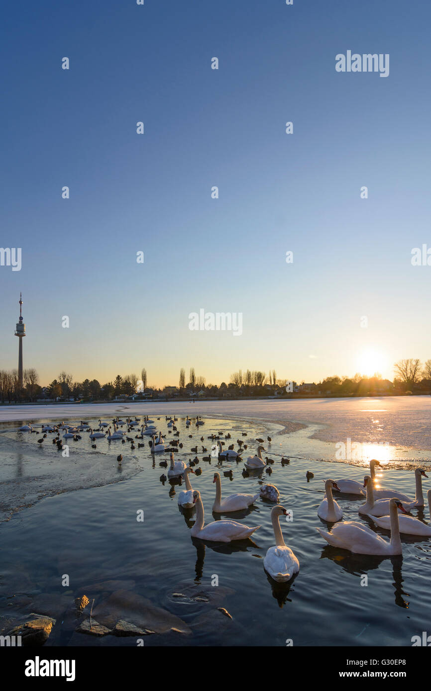 Alte Donau (Alte Donau) mit Eis und einer eisfreien Fläche mit Wasservögeln (Höckerschwäne (Cygnus Olor) und Blässhühner (Fulica Atra)) Stockfoto
