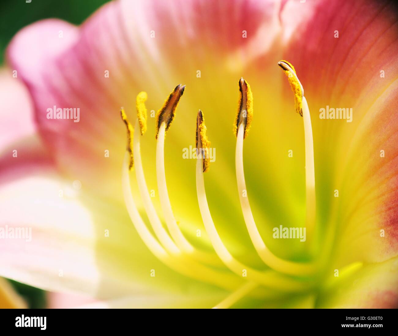 Sommer In Pastellfarben... Stockfoto