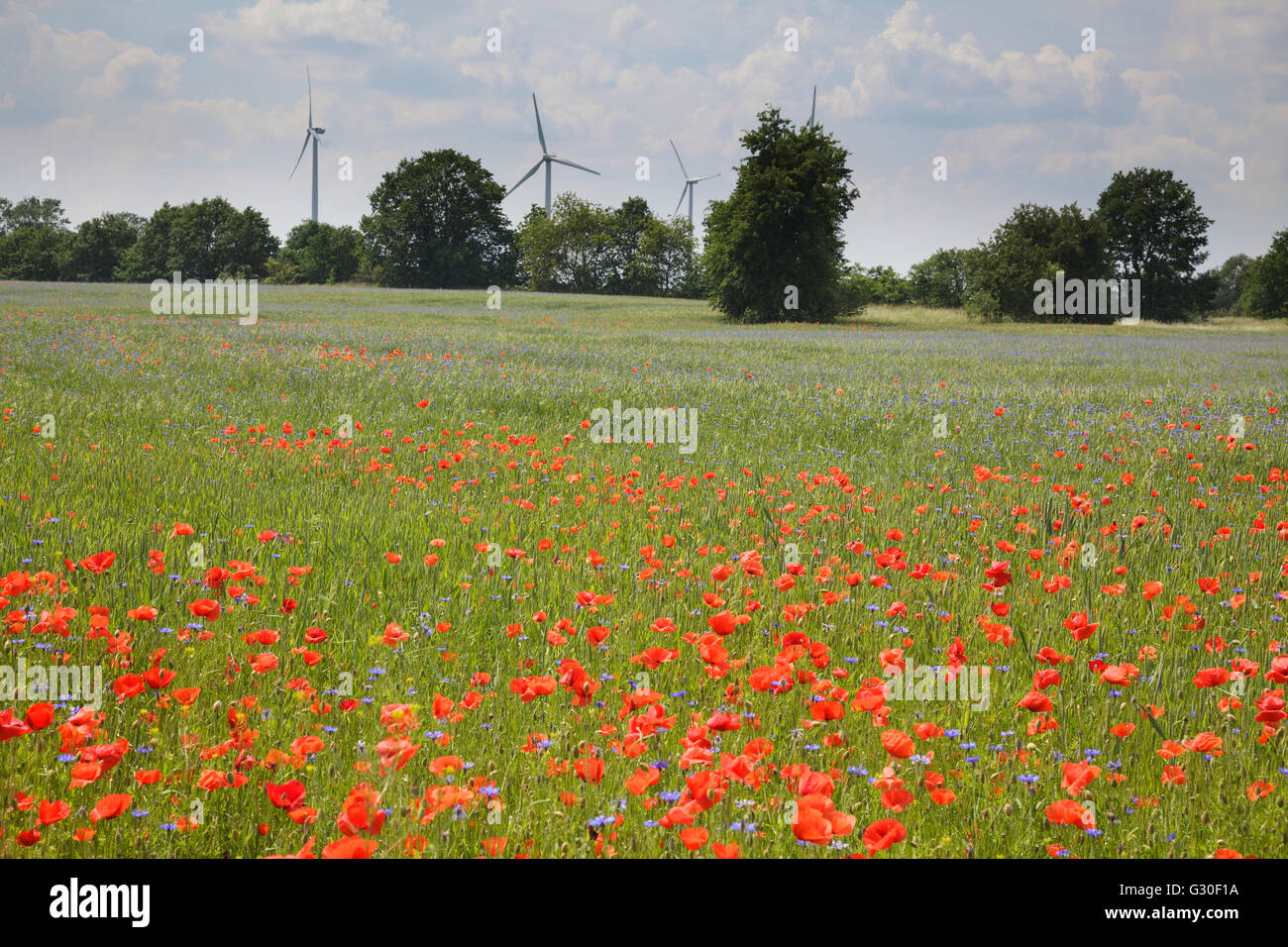 Mohn und Kornblumen in Wiese Stockfoto