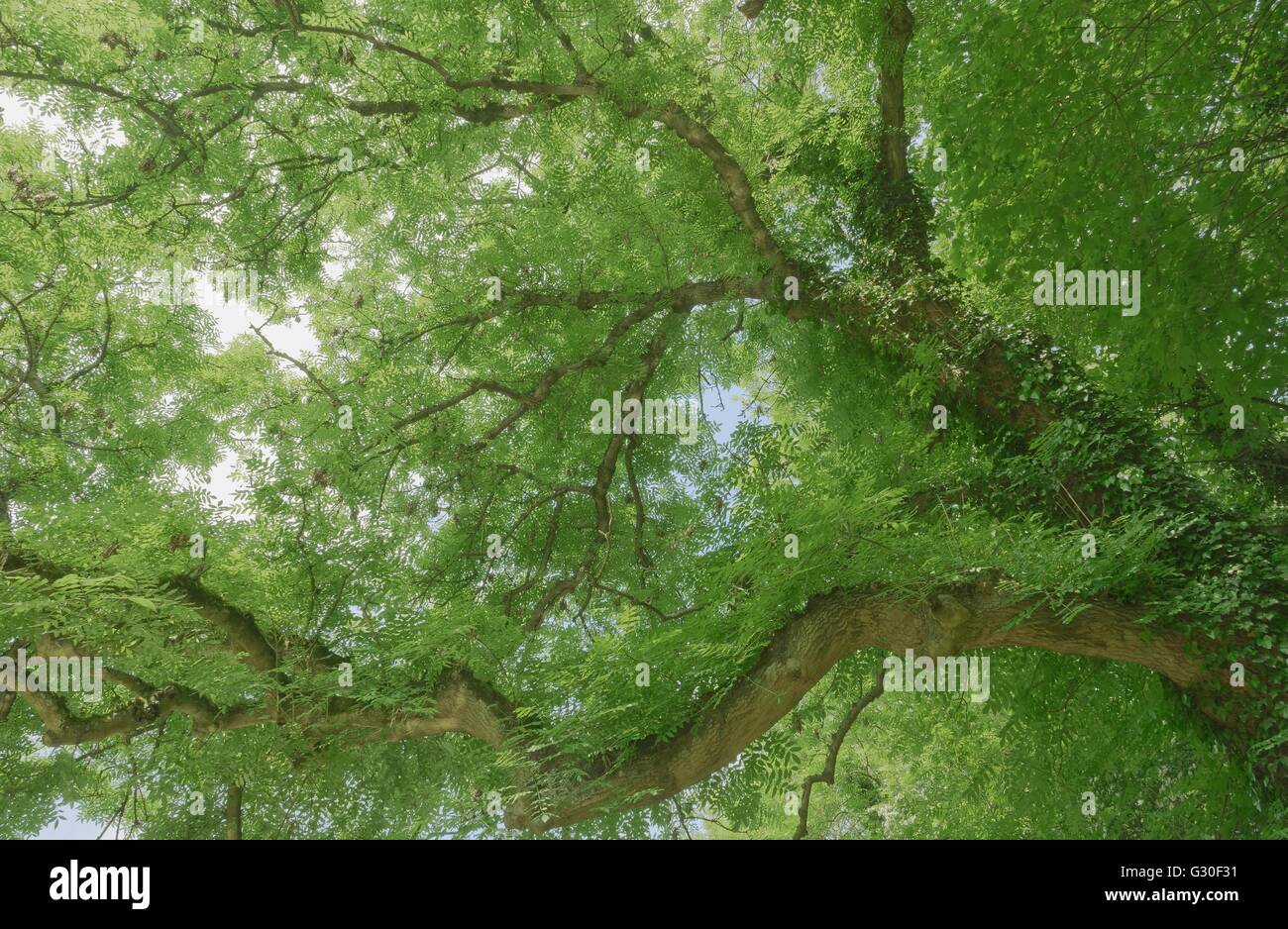 Waldflächen durch Grün der Blätter zeichnen sich die Slihouette von Ästen und Stämmen Stockfoto