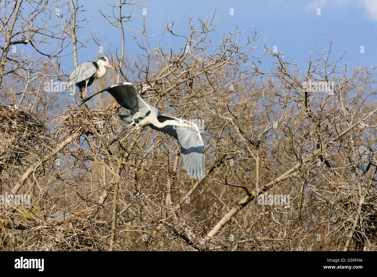 Graureiher (Ardea Cinerea) am Nest Baum, Österreich, Wien 21., Wien, Wien Stockfoto