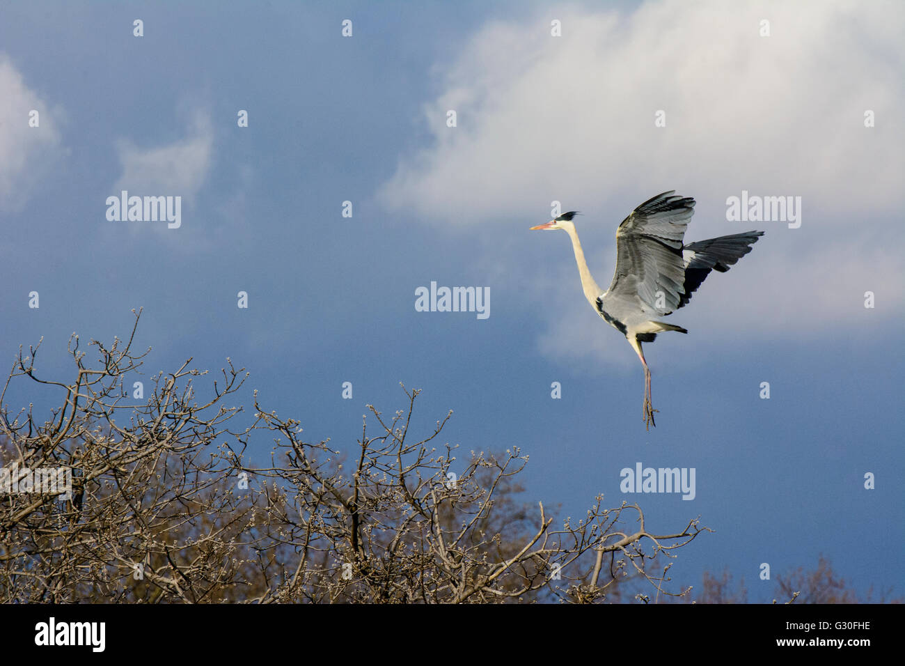 Graureiher (Ardea Cinerea) am Nest Baum, Österreich, Wien 21., Wien, Wien Stockfoto
