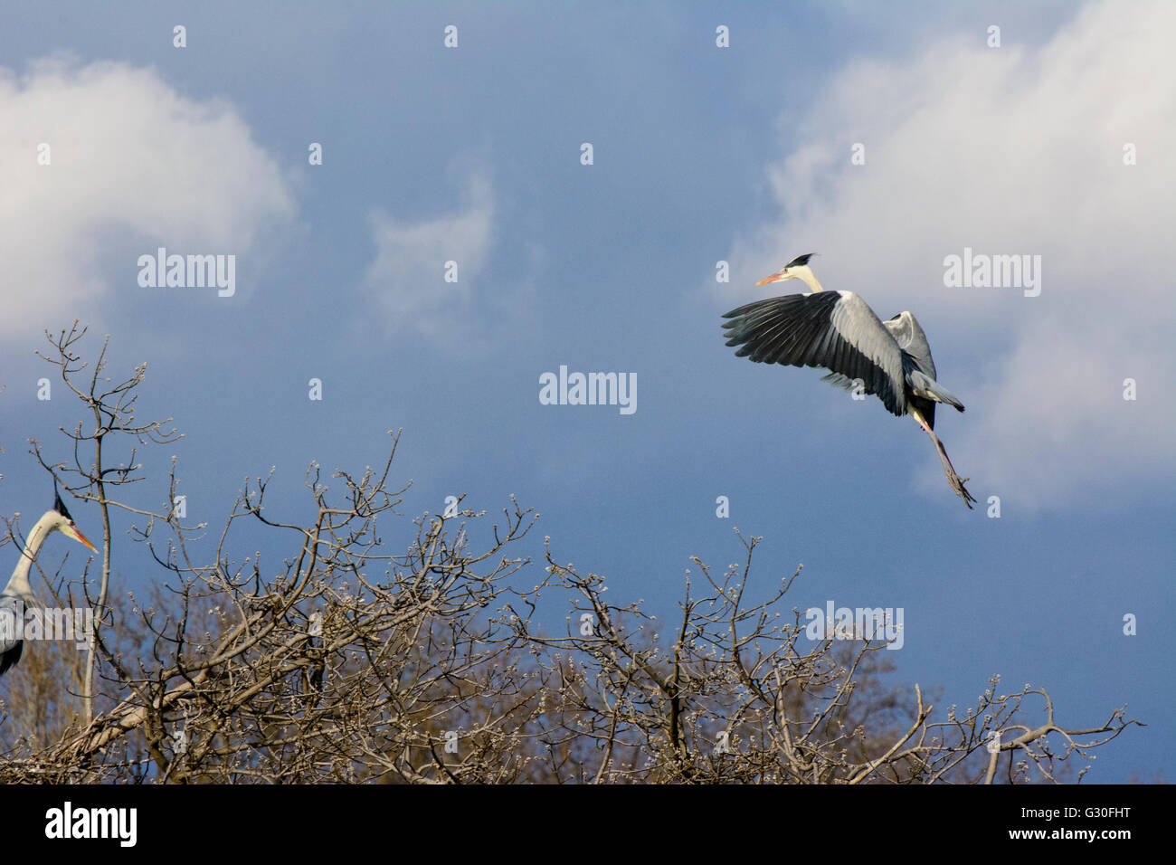 Graureiher (Ardea Cinerea) am Nest Baum, Österreich, Wien 21., Wien, Wien Stockfoto