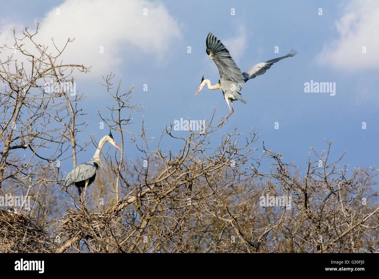 Graureiher (Ardea Cinerea) am Nest Baum, Österreich, Wien 21., Wien, Wien Stockfoto