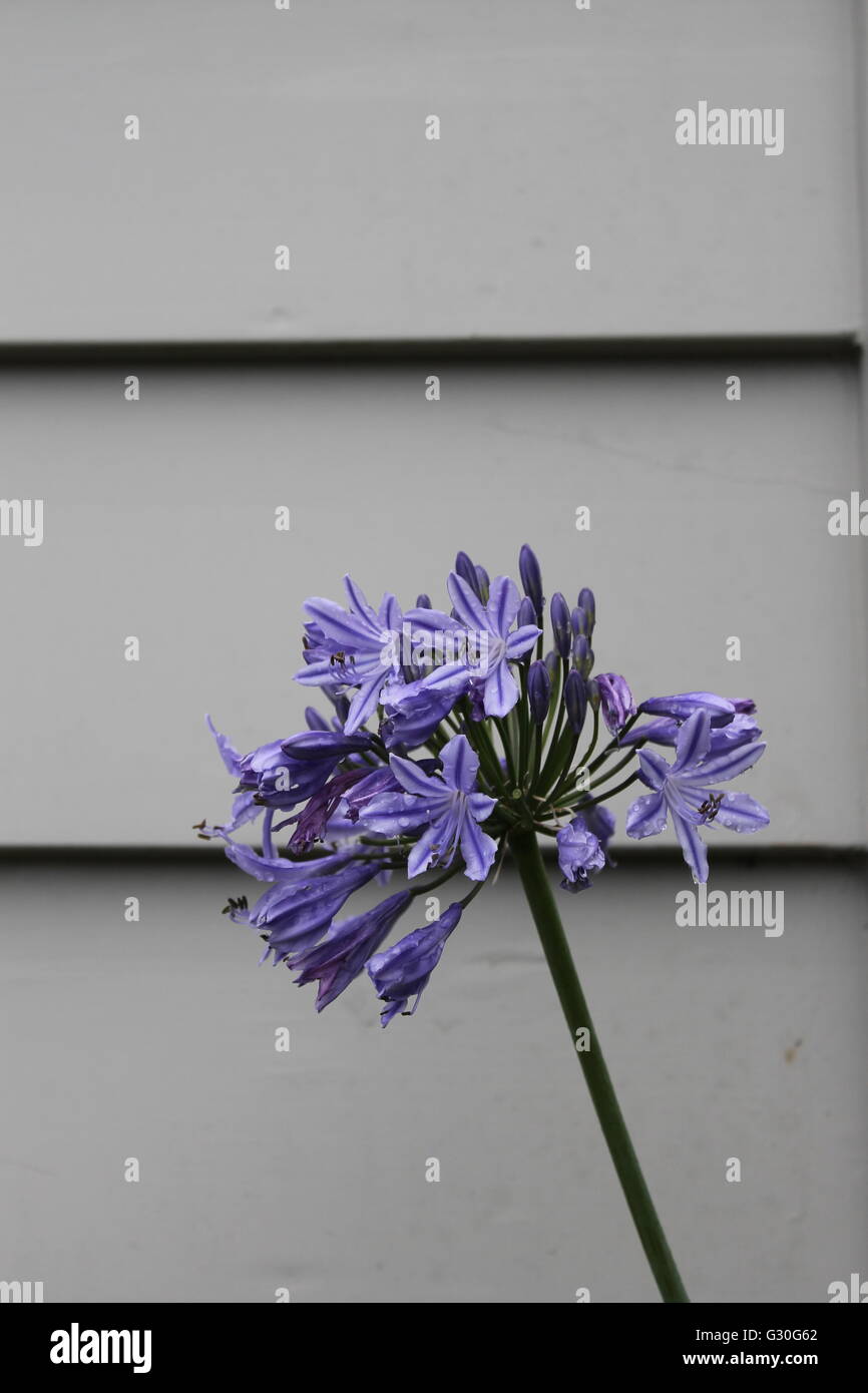 Agapanthus Blume vor Haus Verkleidung Stockfoto