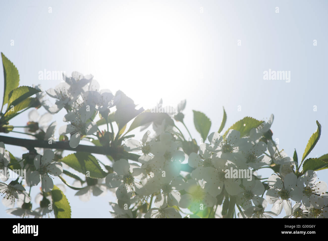 Kirschblüten mit Sonne flare Stockfoto