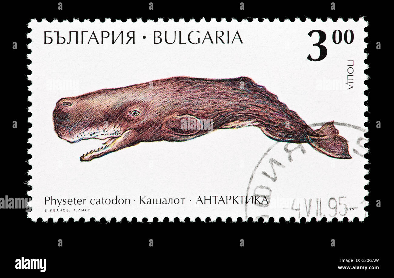Briefmarke aus Bulgarien, die Darstellung eines Pottwals (Physeter Macrocephalus) Stockfoto