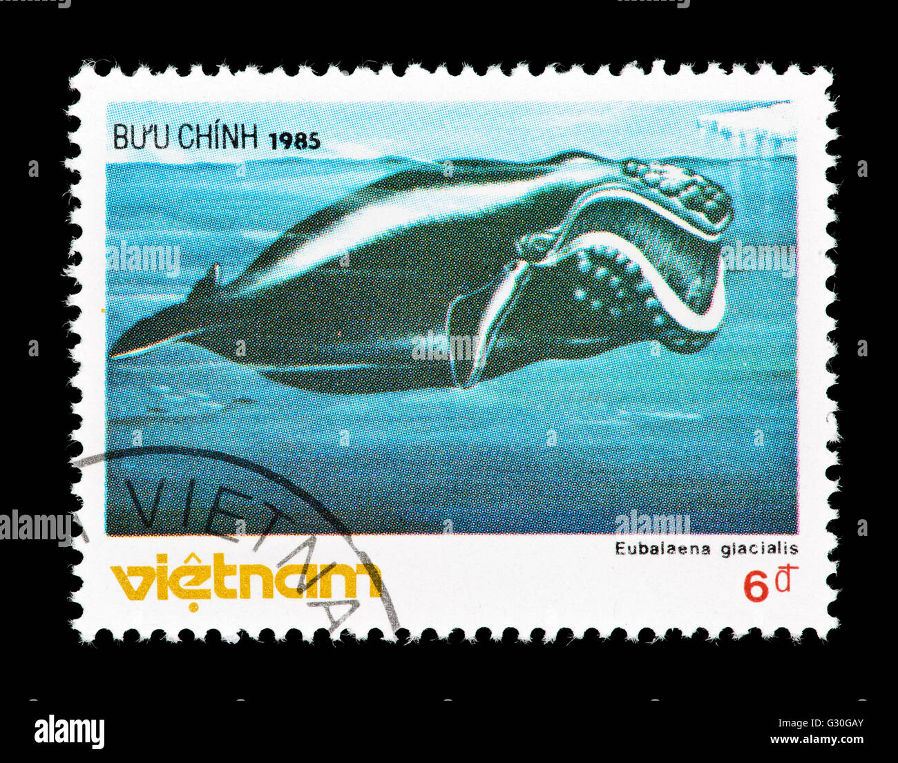 Briefmarke aus Vietnam, die Darstellung einer Nord atlantische Nordkaper (Eubaleena Cyclopoida) Stockfoto
