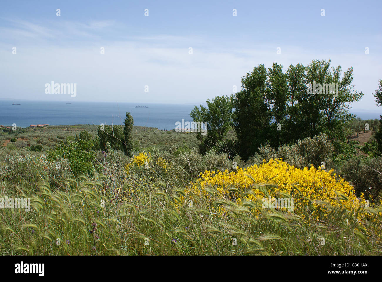 Grünen Wiese. Spartium Junceum, spanischer Ginster oder Webers Besen mit Ohren und Rasen bläst. Stockfoto