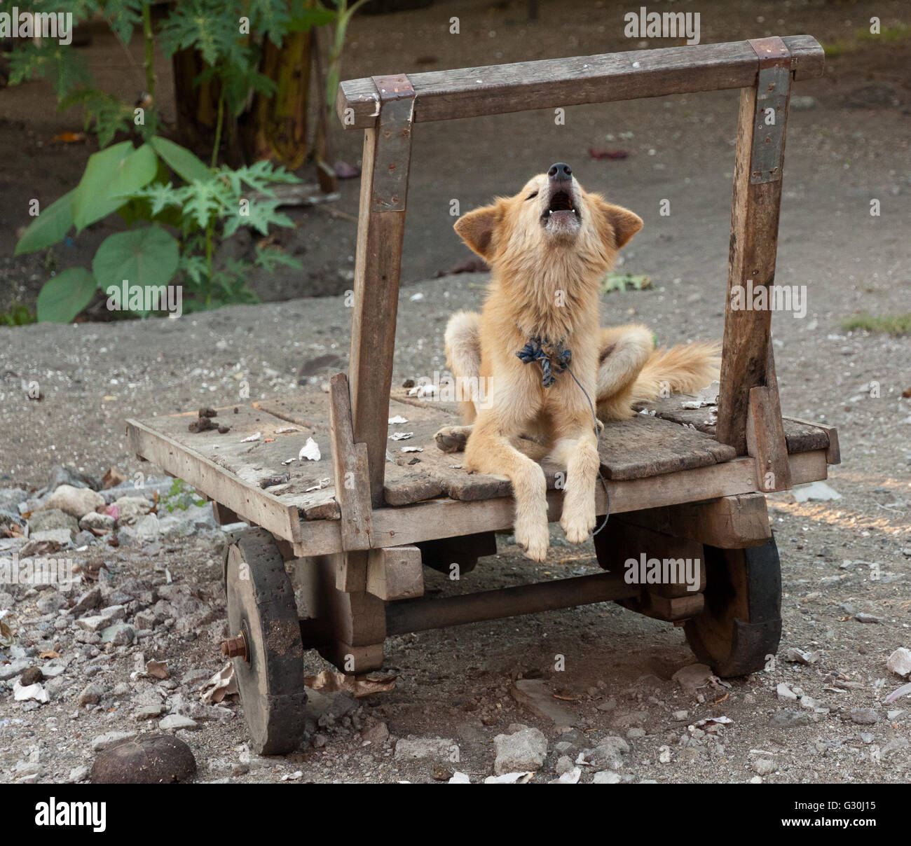 heulend Gesang Hund hautnah-neu-guinea Stockfoto