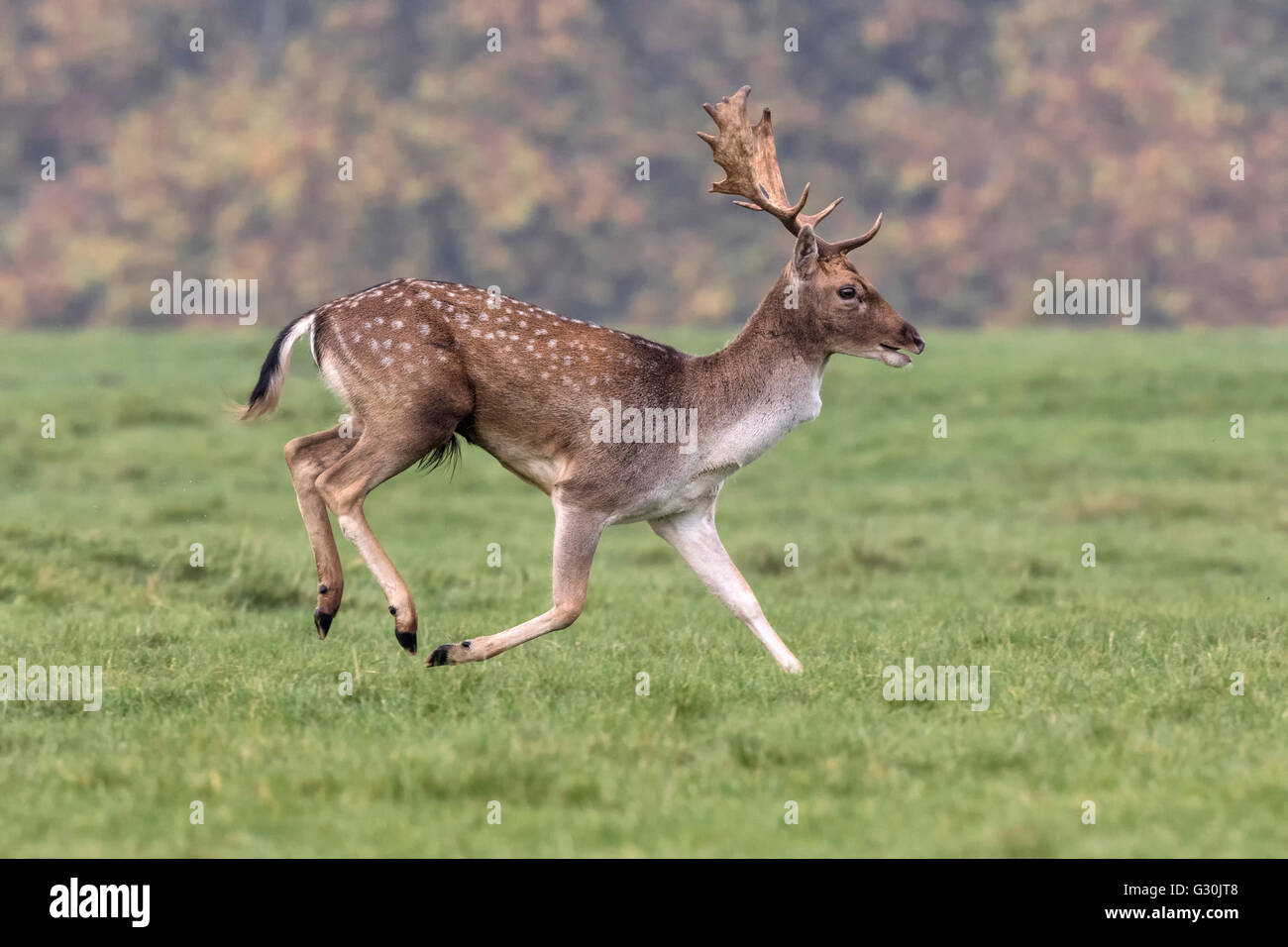 Damwild Buck Stockfoto