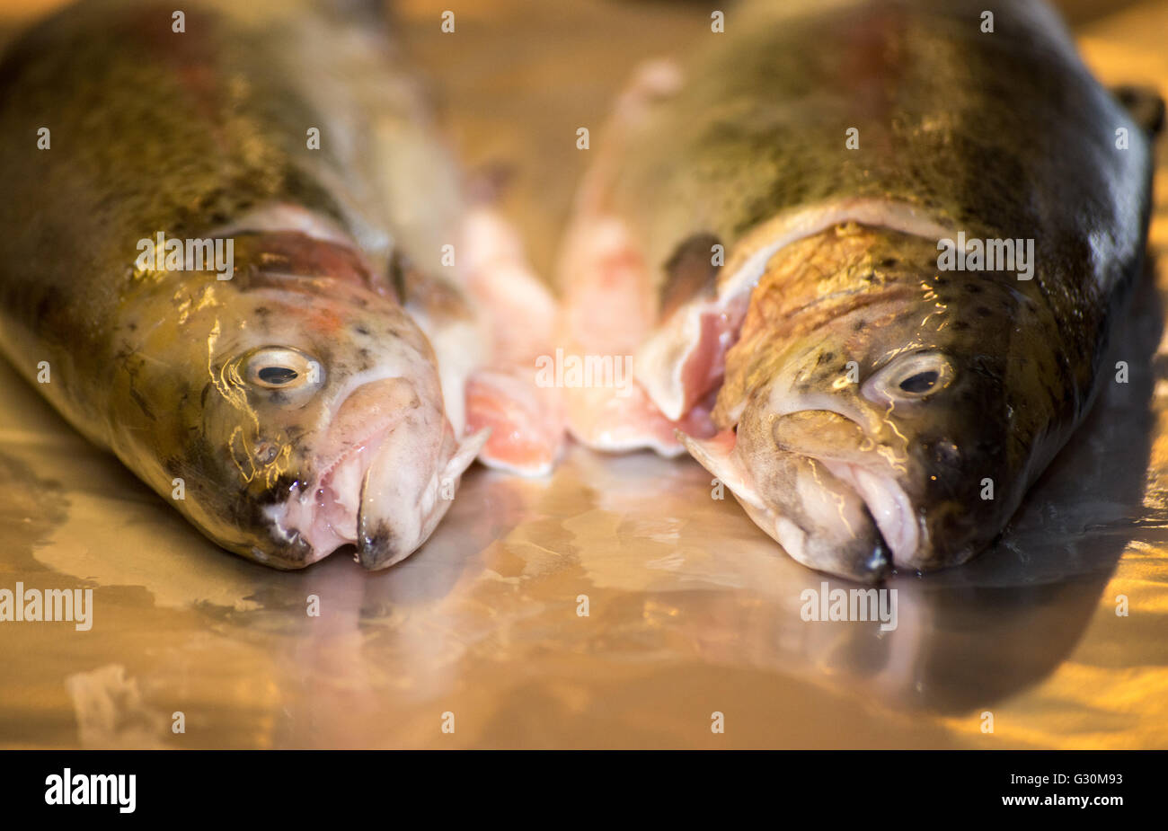 Beiden düster aussehenden Forellen, bereit für den Grill. Stockfoto