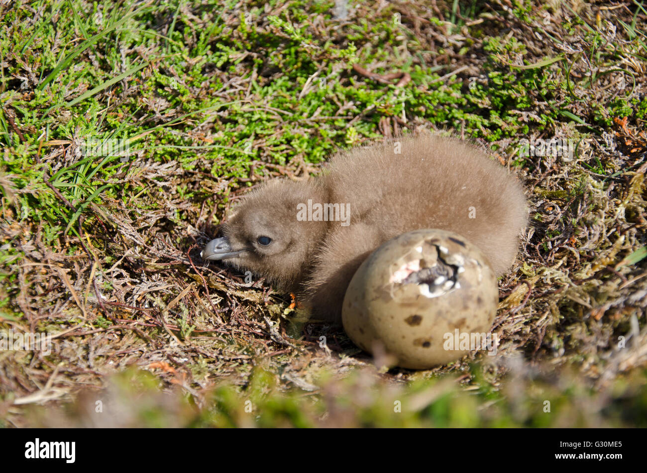 Young Great Skua (Stercorarius Skua) Küken und Schraffur Ei im Nest, Fair Isle, Shetland, Schottland, Vereinigtes Königreich Stockfoto