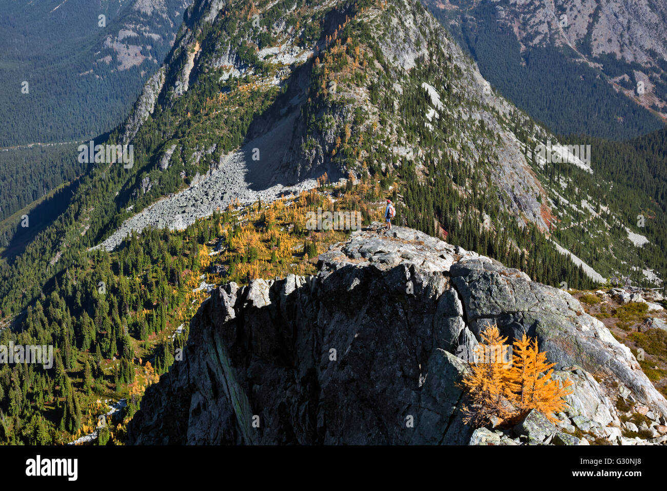 WASHINGTON - Wanderer erkunden off Trail vom Ahorn-Pass mit Blick auf Lärchen im Herbst Farben; Wenatchee Okanagon Natl Wald. Stockfoto