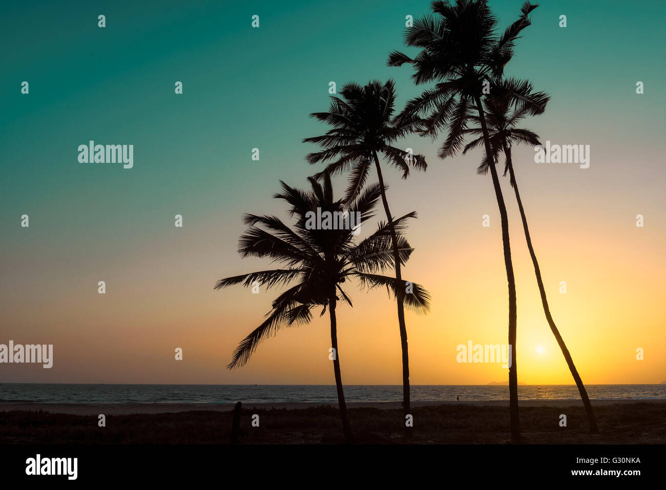 Palmen im Sonnenuntergang am Strand von GOA. Indien. Jahrgang verarbeitet. Stockfoto
