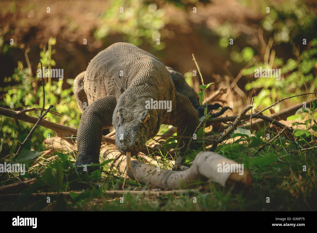 Komodo-Warane auf Rinca Island in Indonesien Stockfoto