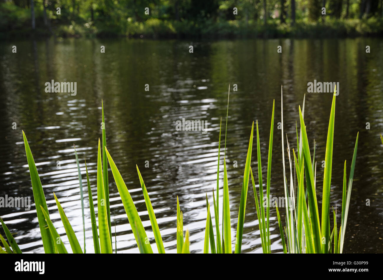 Glänzend grüne Blätter bei Gegenlicht durch eine spiegelnde Wasseroberfläche Stockfoto