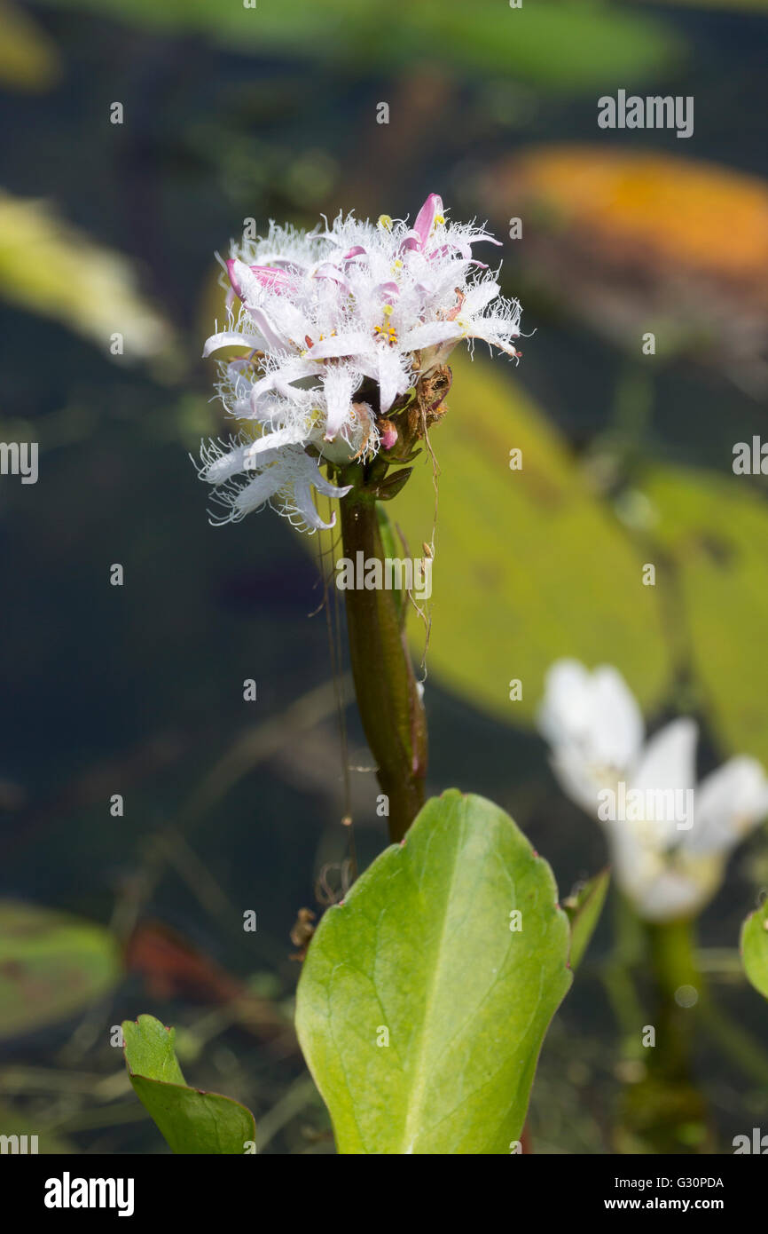 Emergent Blütenstiel und Laub des marginalen aquatische Moor Bean, Menyanthes trifoliata Stockfoto