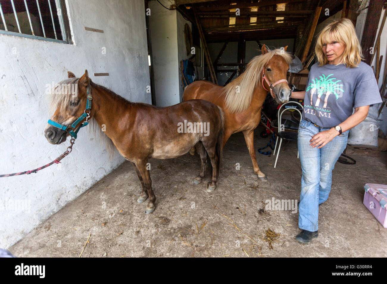 Frau und zwei Ponys im Stall Stockfoto