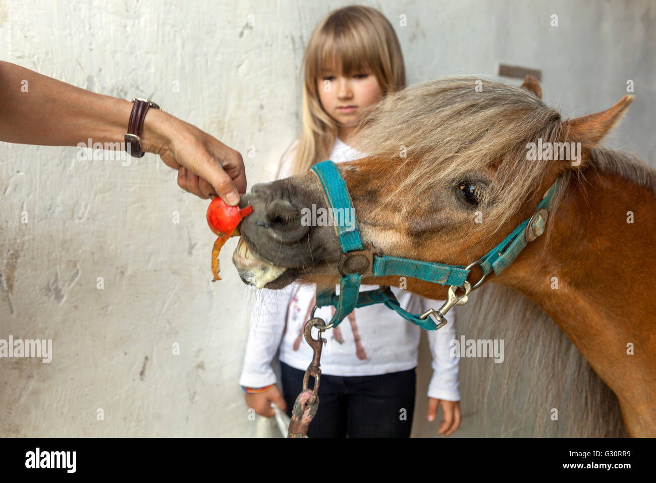 Kind ein Pferd einen Apfel pony Stockfoto