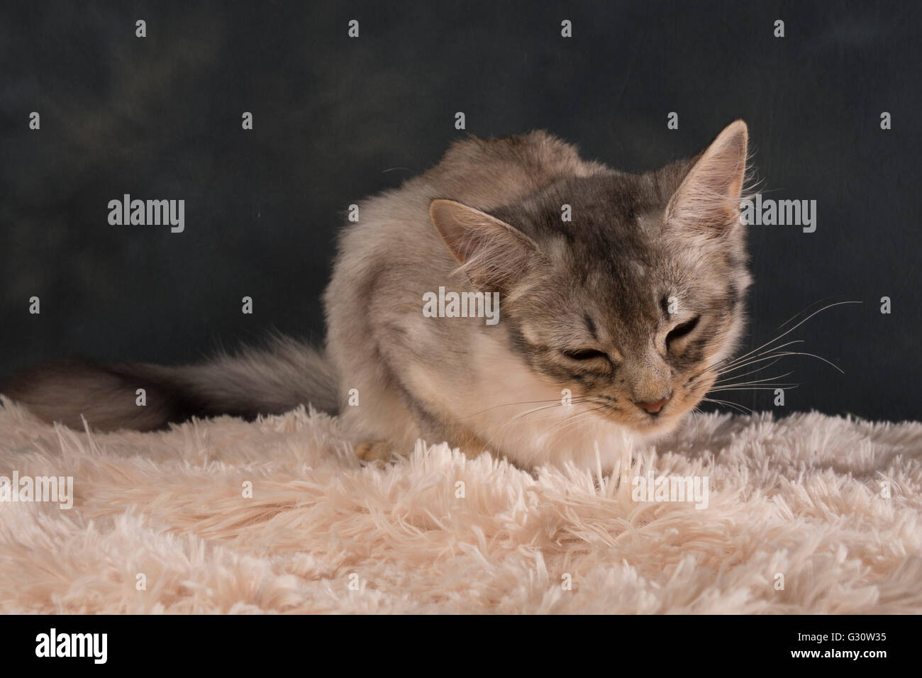 Stammbaum langhaarige somalischen Hunderassen Katze - Kitten weiblich Alter von sechs Monaten schnüffelt nach Spuren von Düften auf Teppich Stockfoto