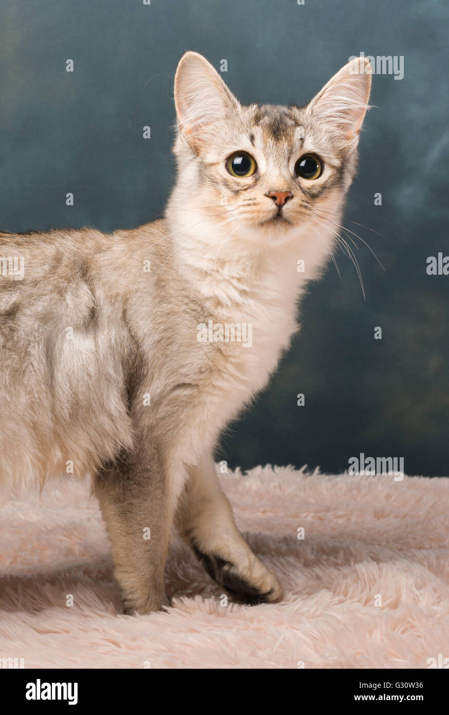 Stammbaum langhaarige somalischen züchten Katze - Kitten weiblich Alter von sechs Monaten Stockfoto