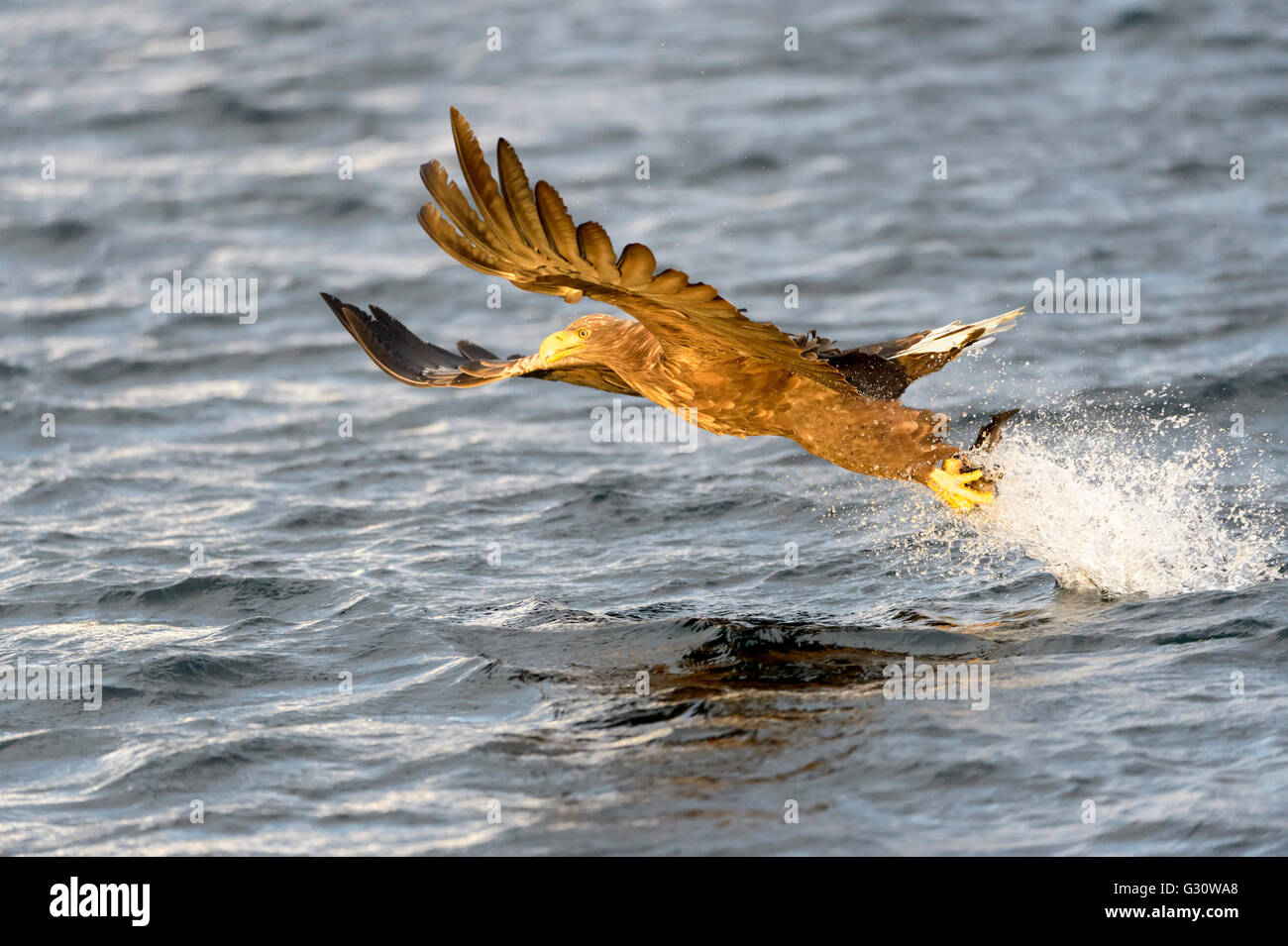 Seeadler Seeadler (Haliaeetus albicilla), Fische zu fangen, Norwegen Stockfoto