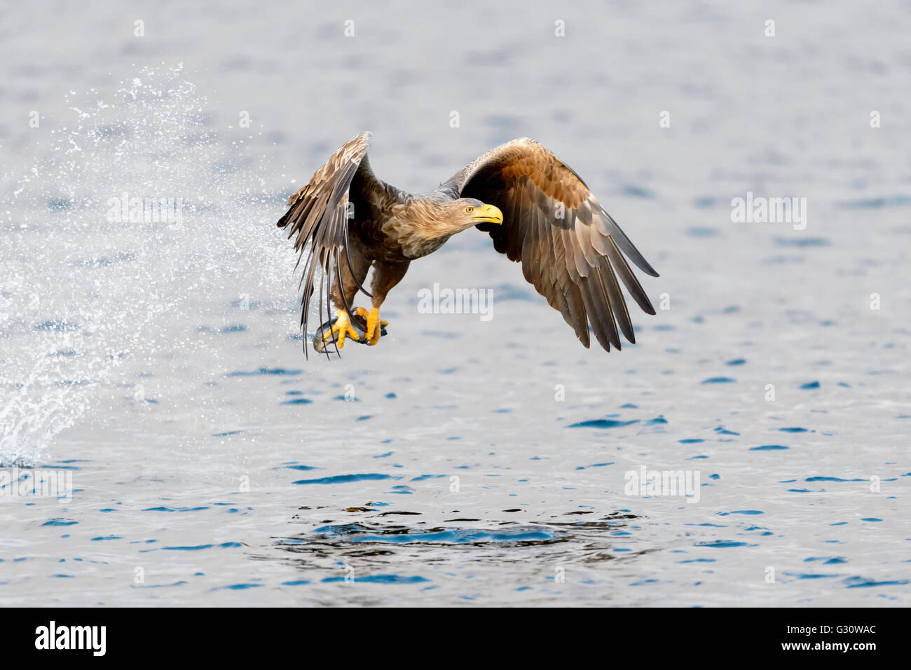 Seeadler Seeadler (Haliaeetus albicilla), Fische zu fangen, Norwegen Stockfoto