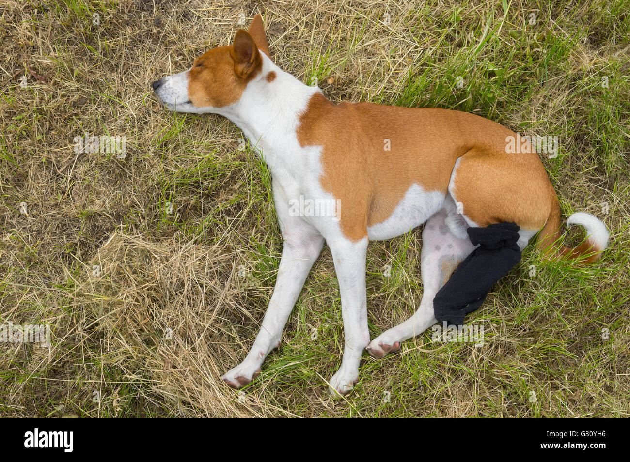 Basenji Hunde mit gebrochenen bandagiert Hinterpfoten die erste Outdoor-Erholung nach der Operation Stockfoto