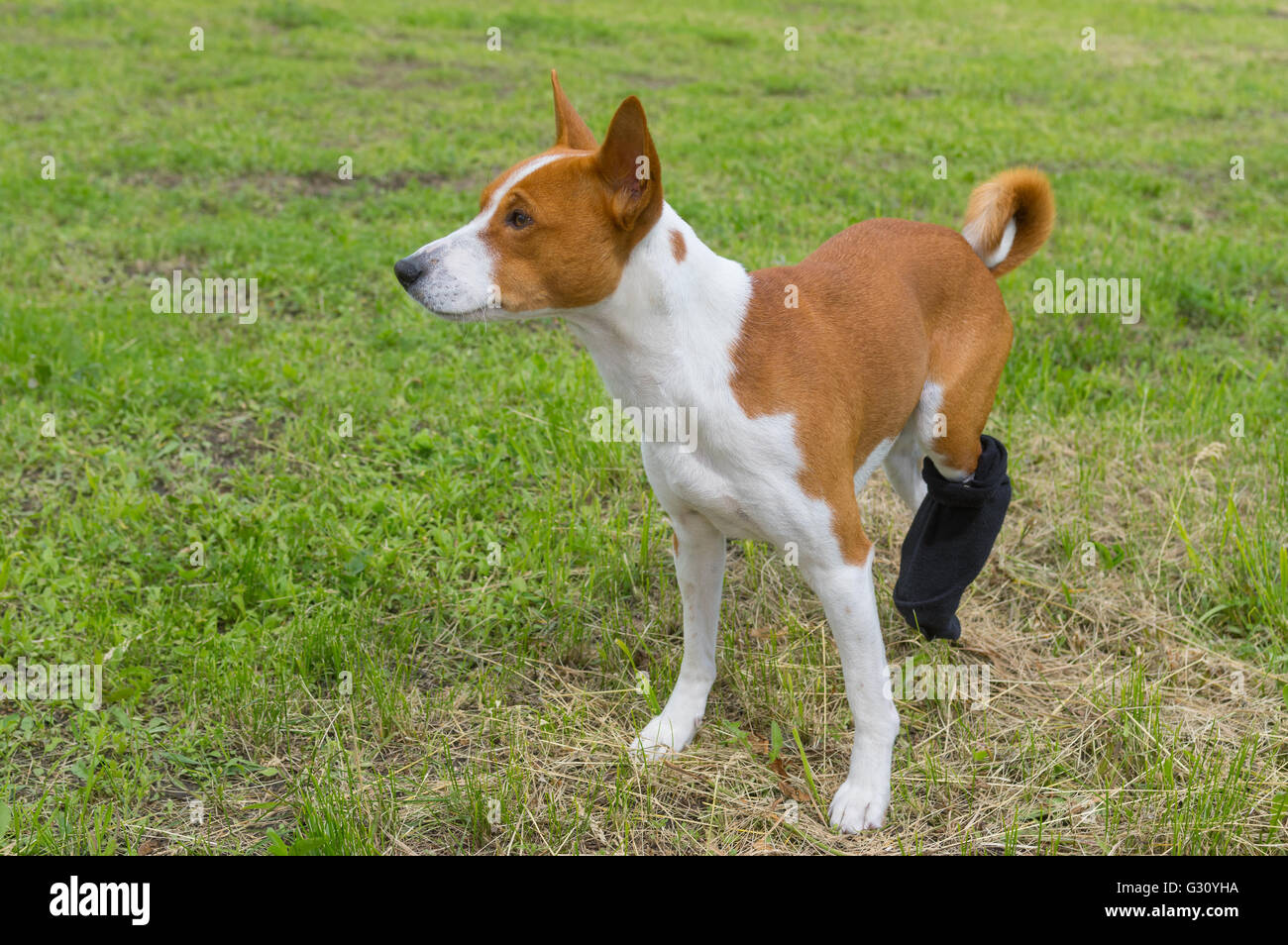 Basenji Hunde mit gebrochenen bandagiert Hinterfüße mit ersten outdoor Spaziergang nach der Operation Stockfoto