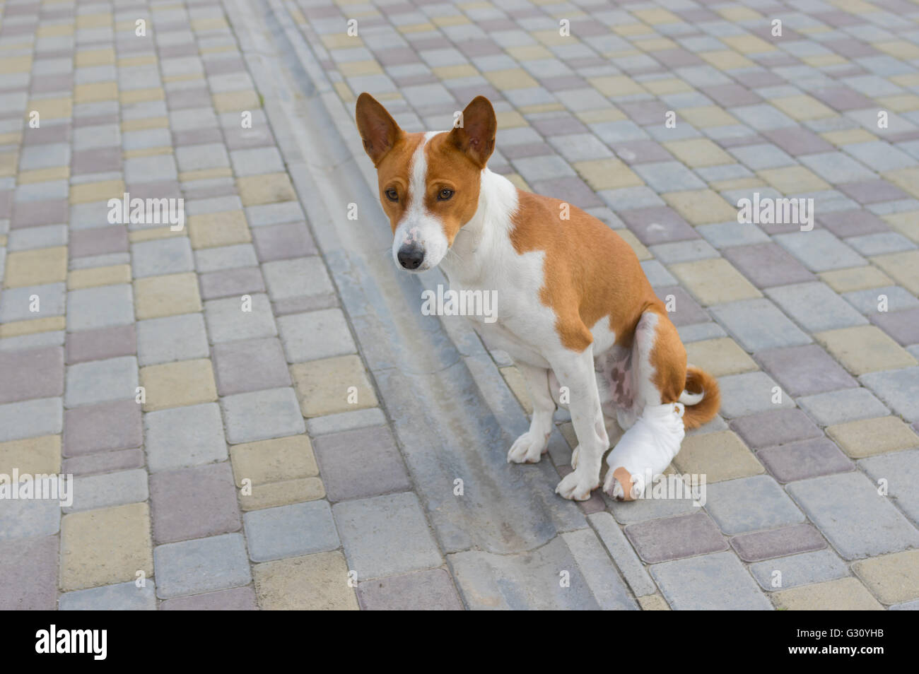 Basenji Hunde mit gebrochenen bandagiert Hinterpfoten sitzen auf einem Pflaster Stockfoto