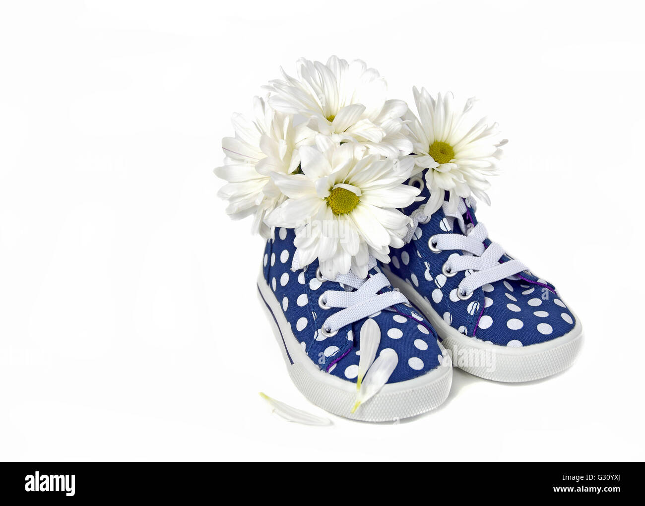 White Daisy Bouquet in ein paar blaue und weiße Tupfen Turnschuhe isoliert auf weiss. Stockfoto