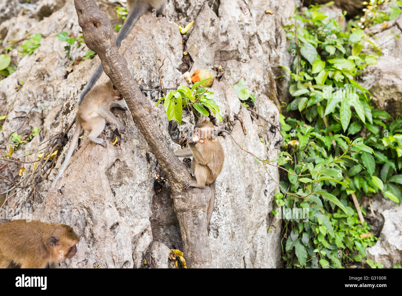 niedliche Affe lebt in einem natürlichen Wald von Thailand. Stockfoto