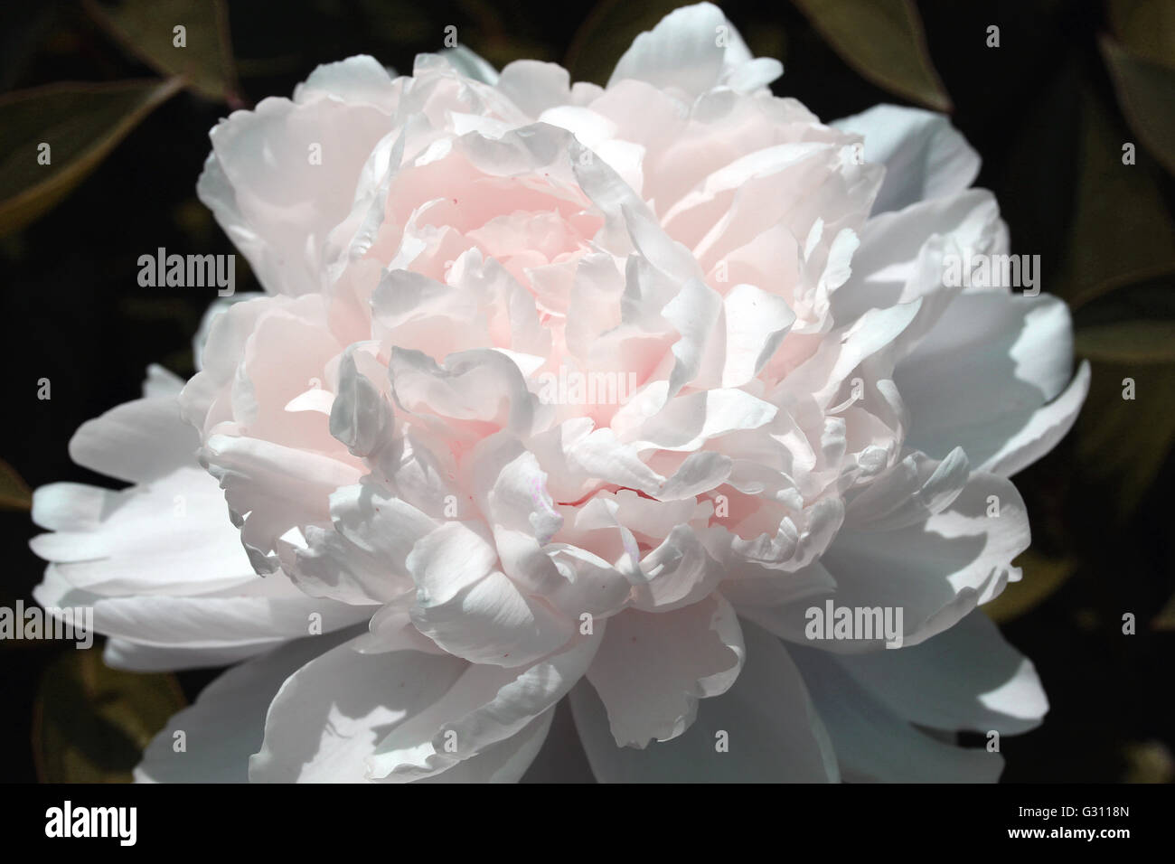 Eine Midnight Rose Blüte. Stockfoto