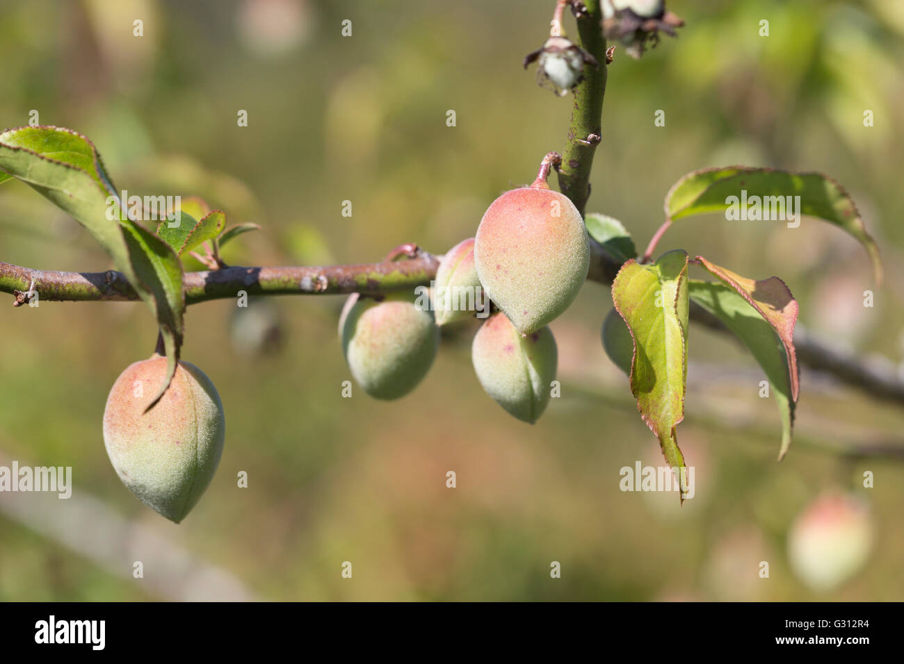 Chinesische Pflaume Frucht am Baum Stockfoto