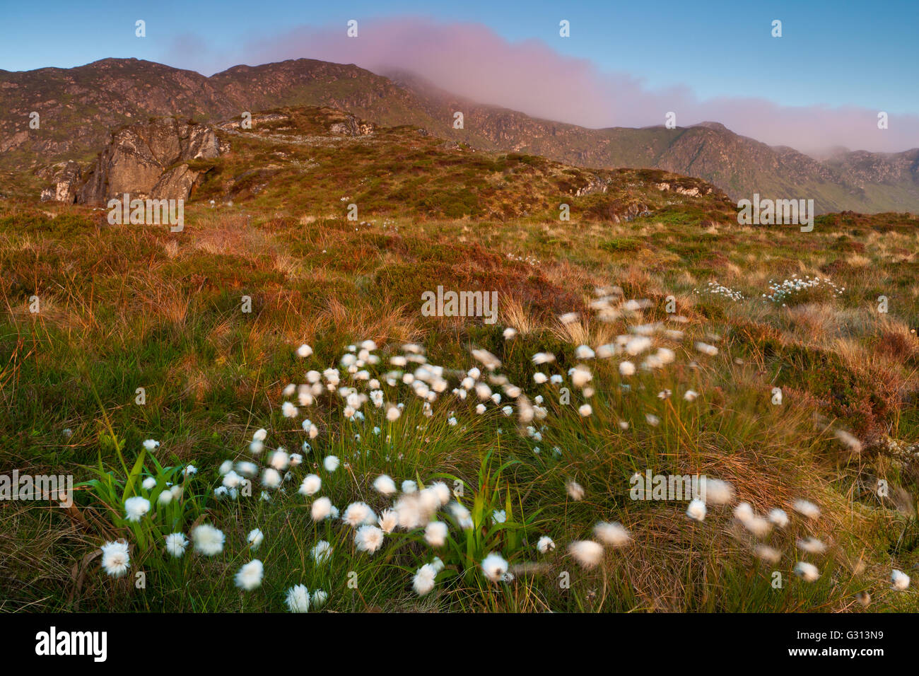 Baumwoll-Rasen an einem Sommermorgen an Runde Insel an der Atlantikküste im Westen, Møre Og Romsdal, Norwegen. Stockfoto