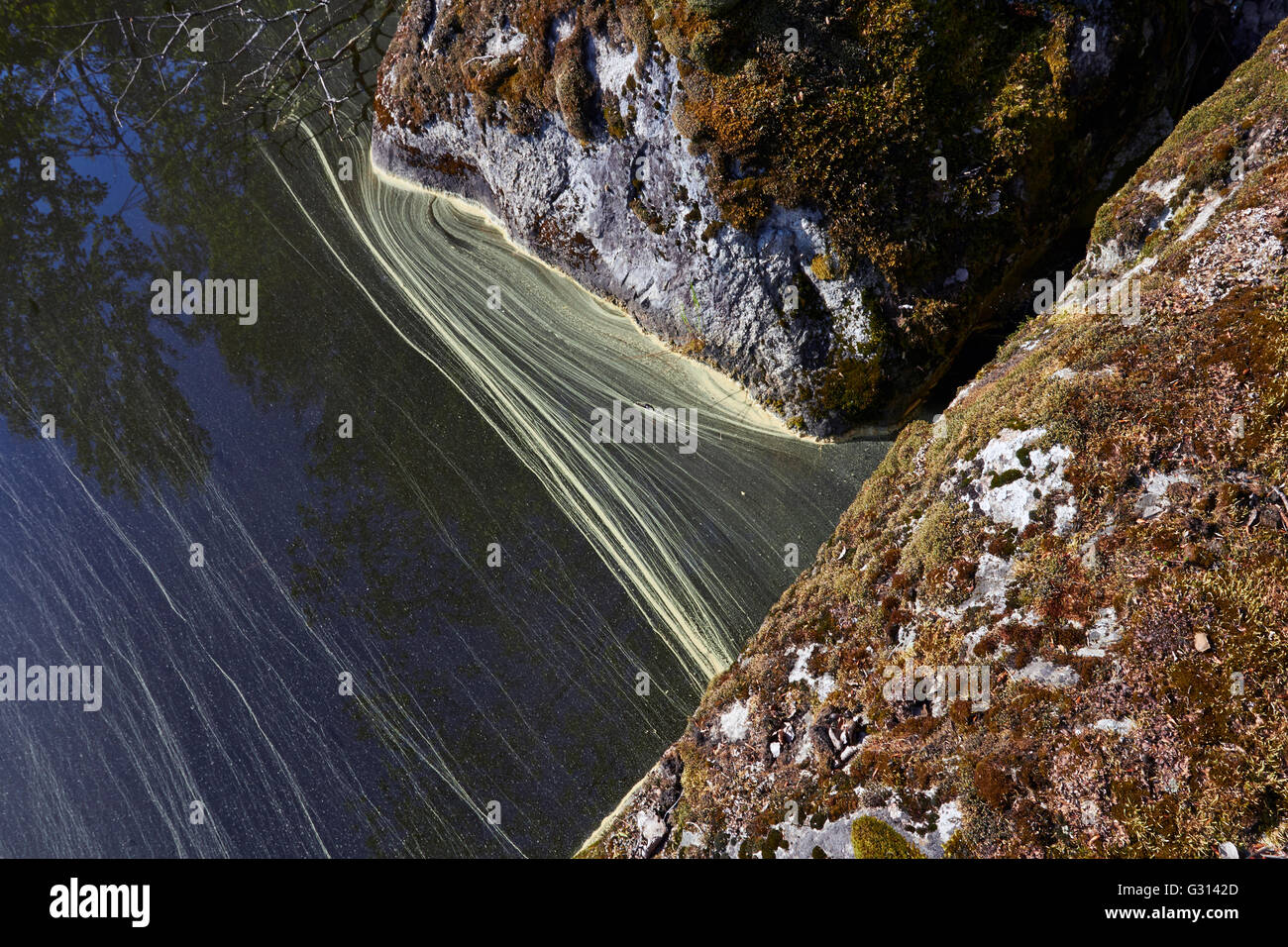Gelb-Kiefer Pollen schwimmt auf Wasser, Finnland Stockfoto