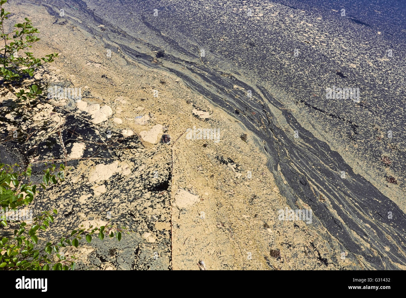 Gelb-Kiefer Pollen schwimmt auf Wasser, Finnland Stockfoto