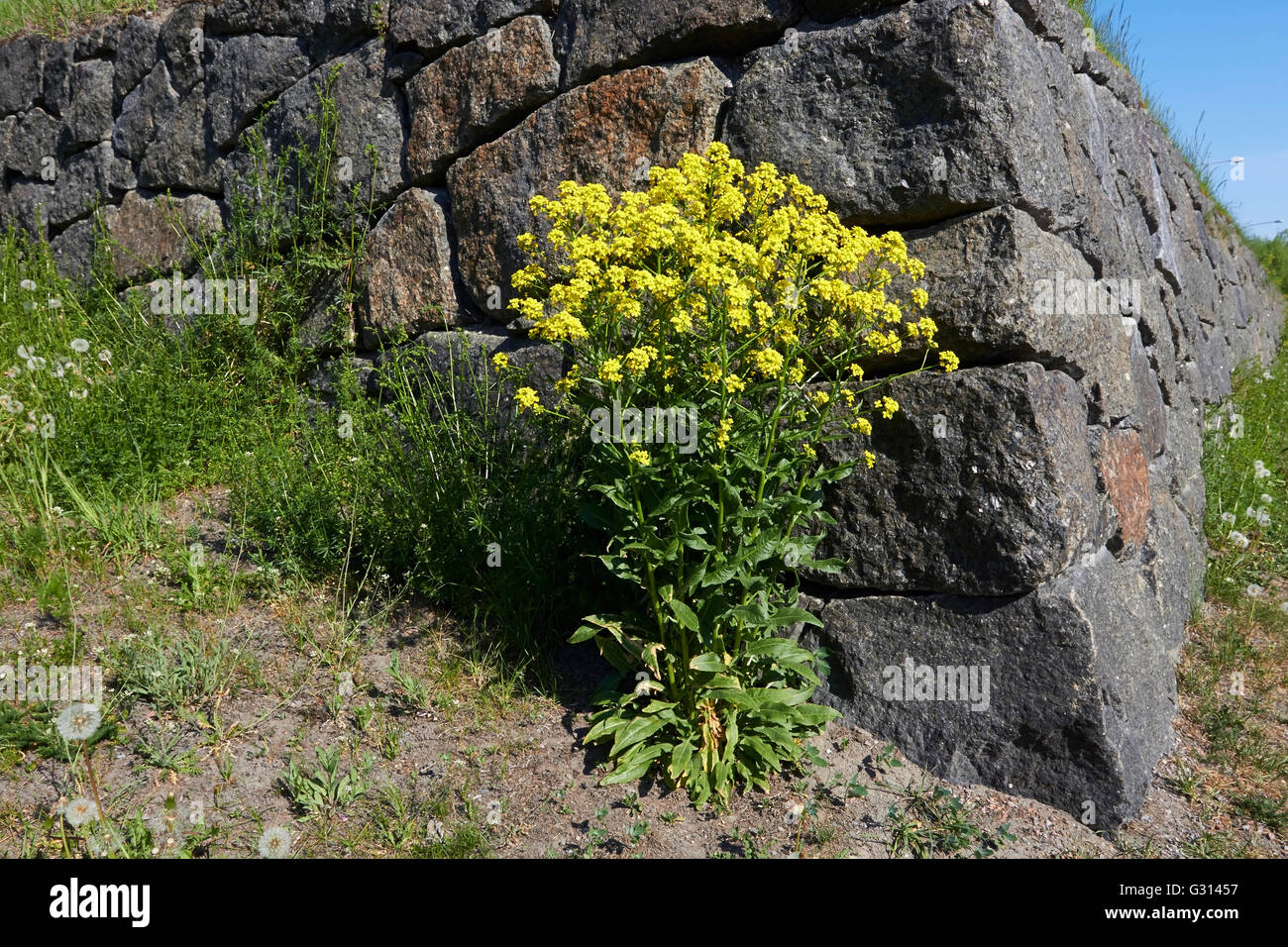 Bunias Orientalis, türkische Wartycabbage, Blumen Stockfoto