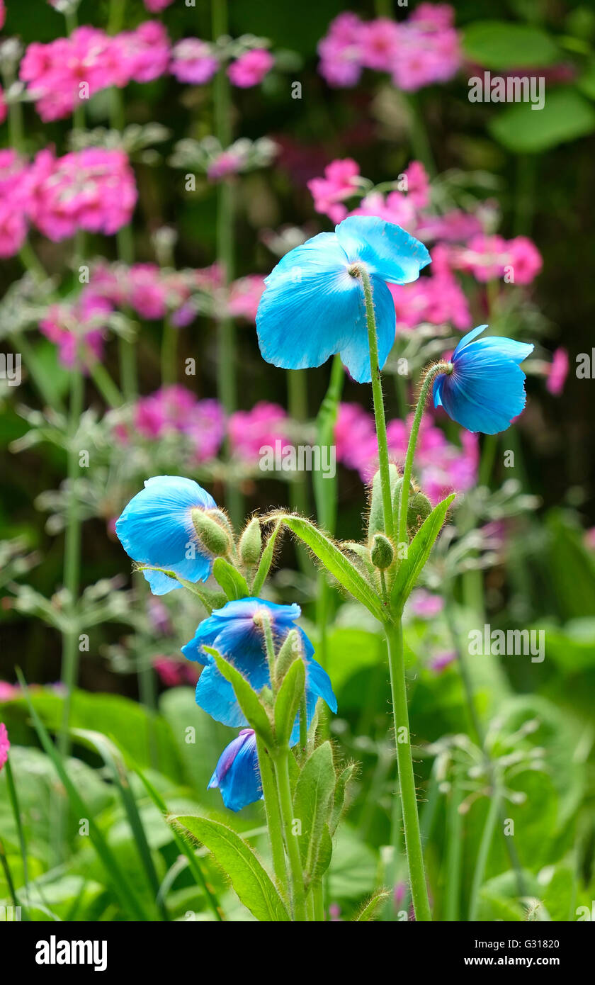 blauer Mohn mit rosa Blüten im Hintergrund Stockfoto