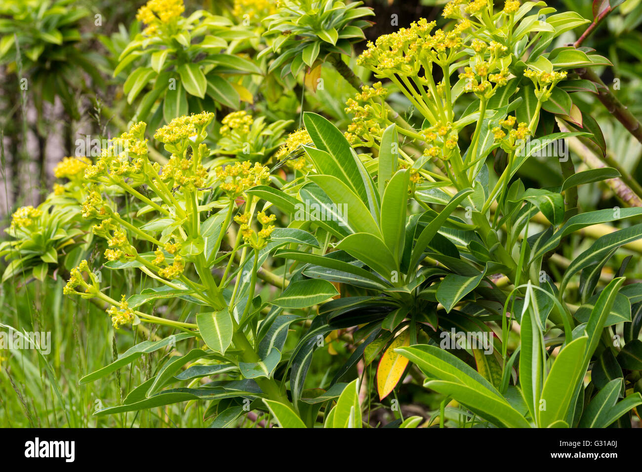 Blasse gelbe frühe Sommerblumen und immergrünen Laub der Hybrid Honigbusch, Euphorbia x pasteurii Stockfoto