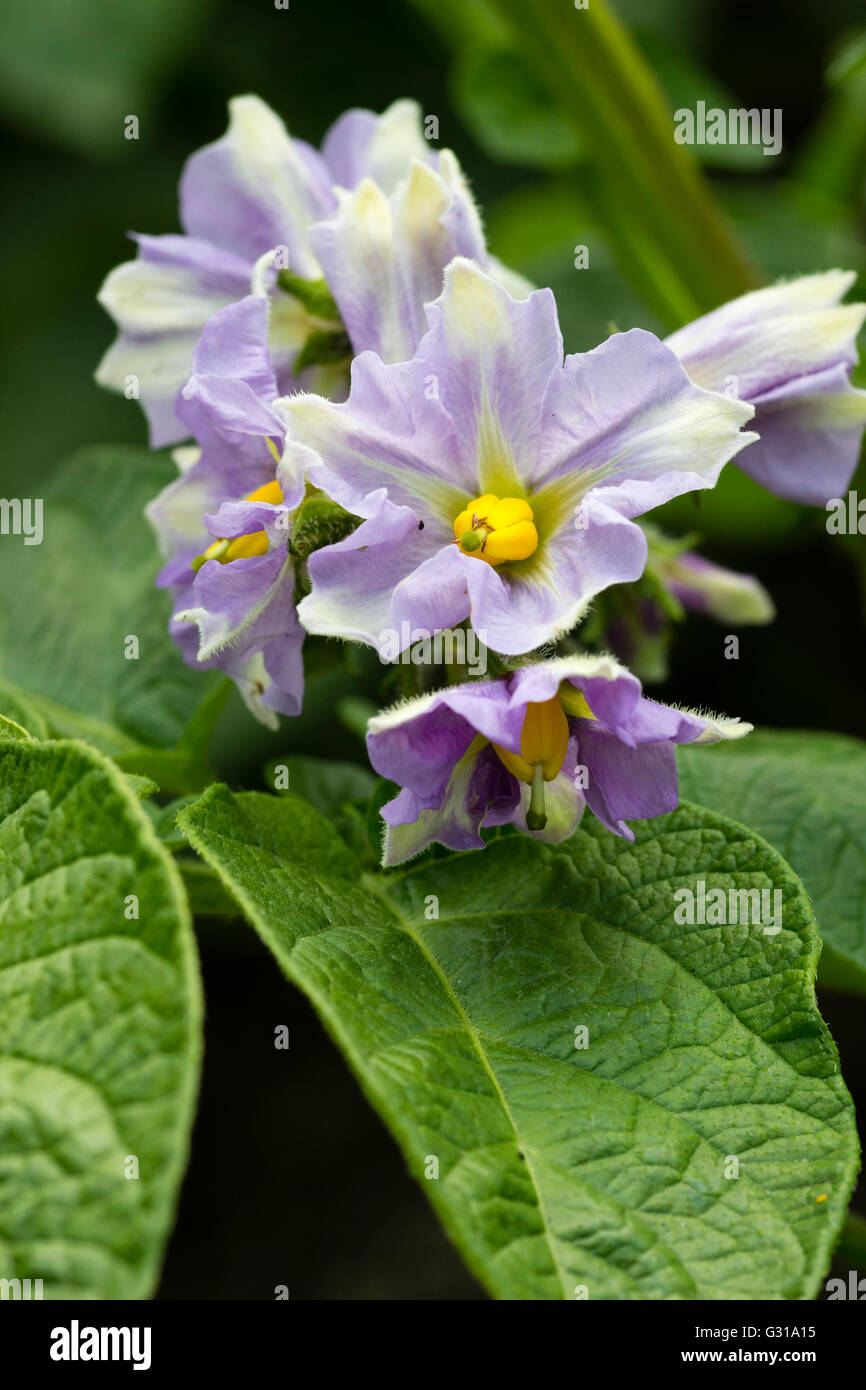 Attraktiven lila und weißen Blüten der ersten frühen Kartoffel "Maris Bard" Stockfoto
