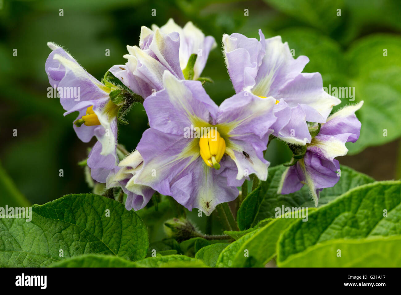 Attraktiven lila und weißen Blüten der ersten frühen Kartoffel "Maris Bard" Stockfoto