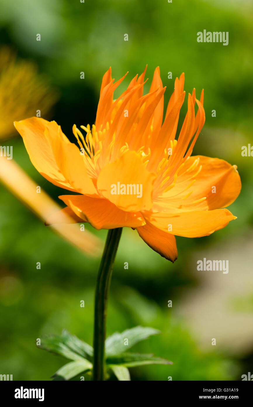 Einzelne Blume von der winterhart, Feuchtigkeit liebende Trollblume, Trollblume Chinensis 'Golden Queen' Stockfoto