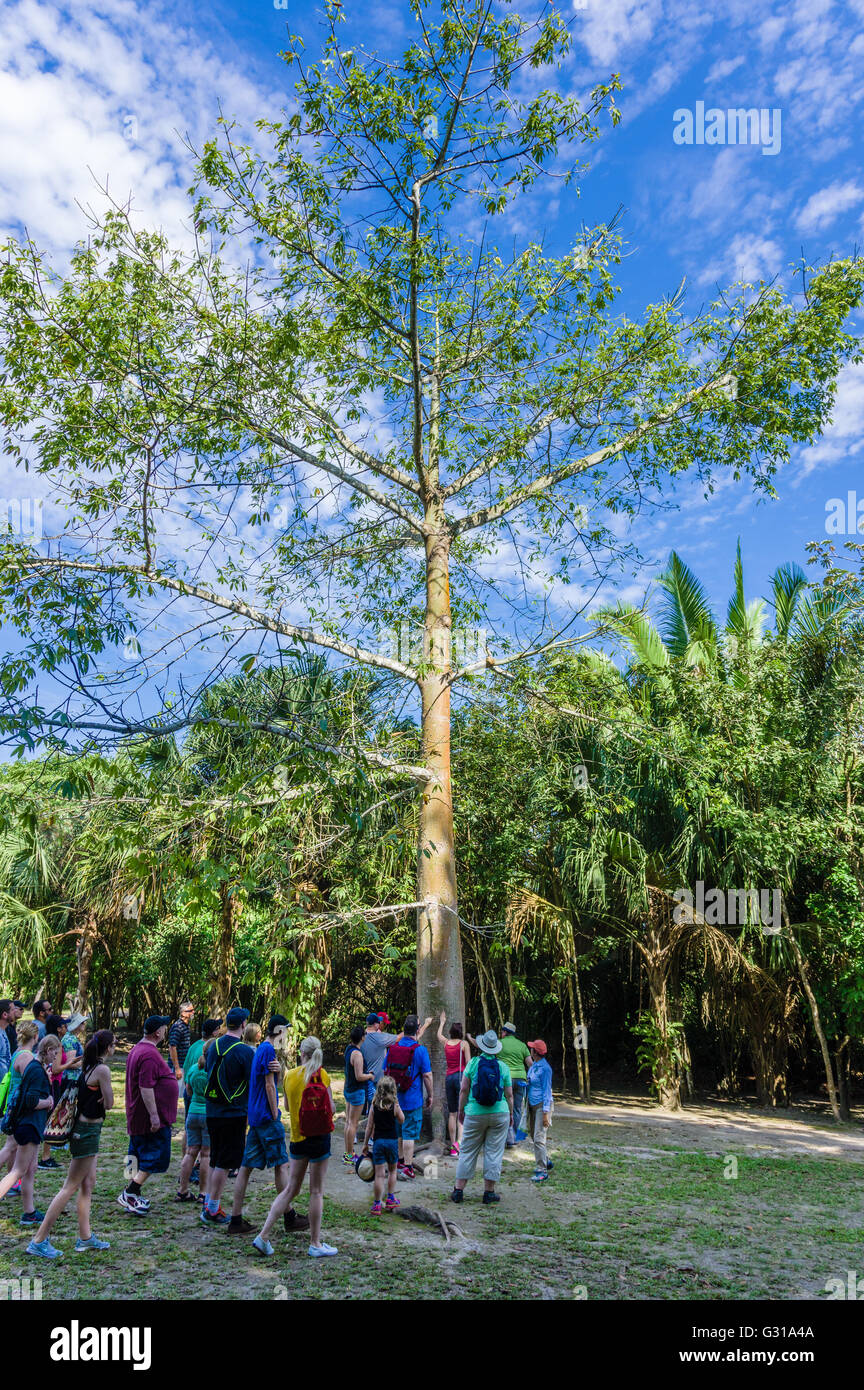 Tour-Guide erklärt die Verwendung des Kapok-Baumes an der Chacchoben Ruinen.  Chacchoben, Mexiko Stockfoto