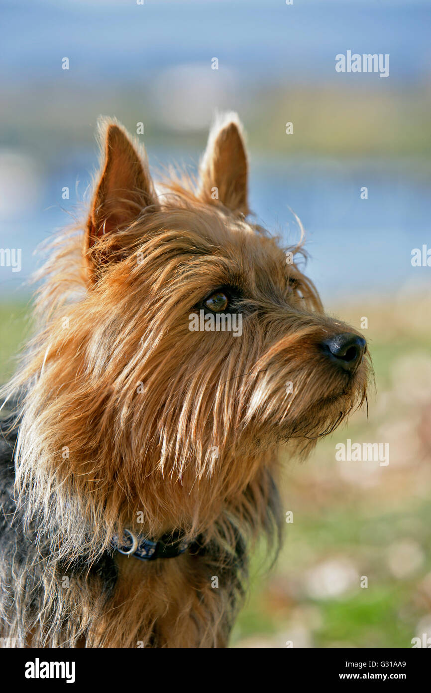 Australian Terrier-Porträt Stockfoto