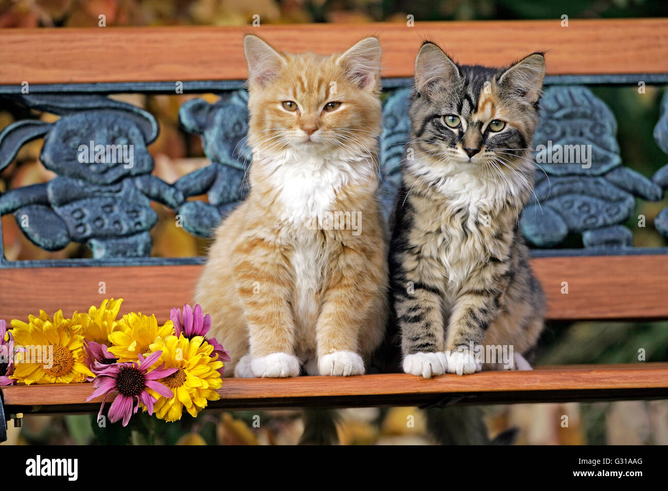 Zwei Kätzchen sitzen zusammen auf der Bank Stockfoto