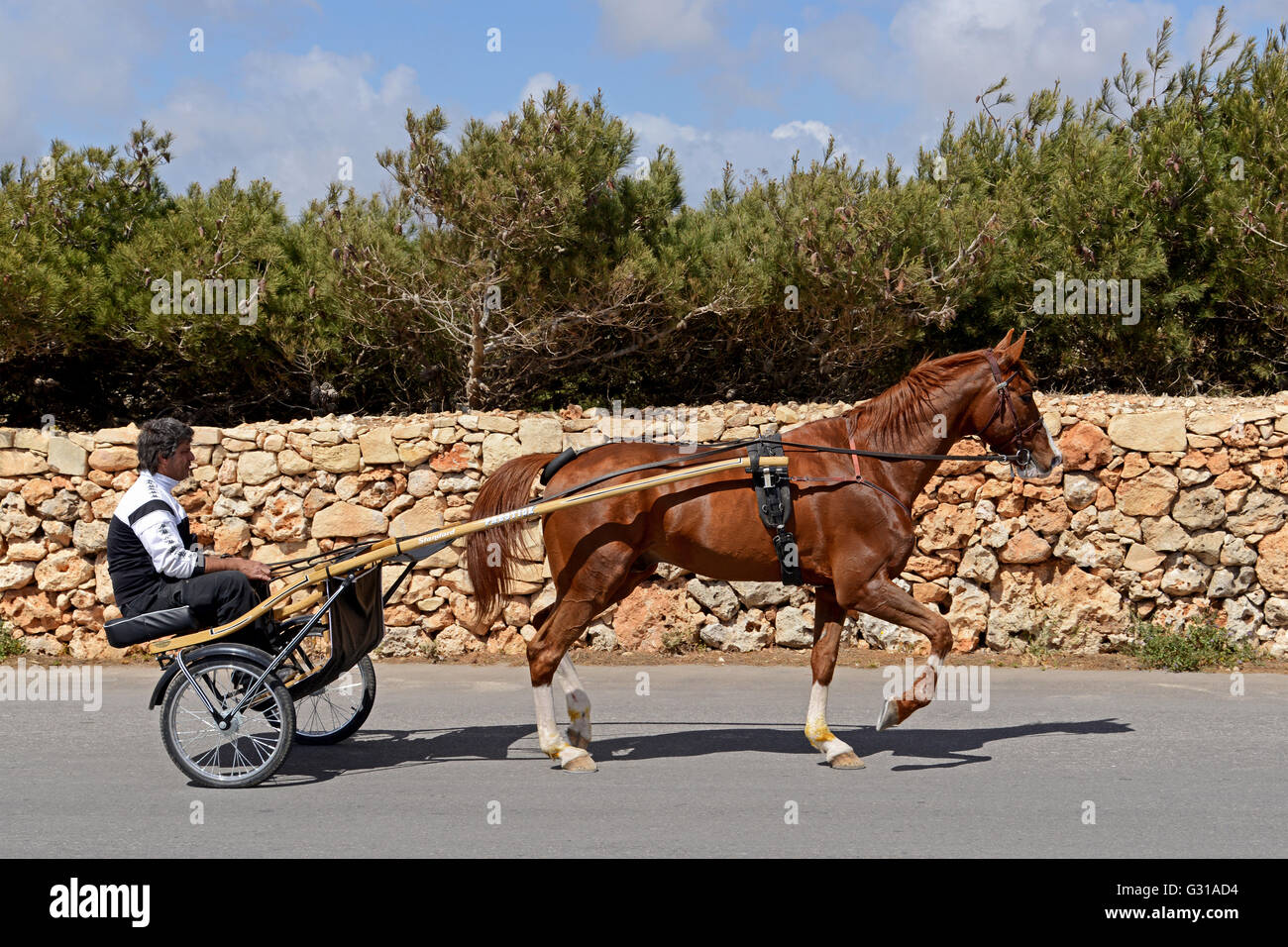 Trabrennen Pferd - Malta Stockfoto