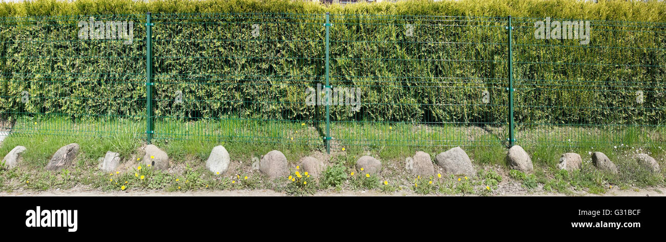 Dorf langen Zaun aus grnem Metall Web. Hinter der Zaun wchst immergrne  Hecke aus Thuja-Baum Stockfotografie - Alamy